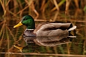 Mallard male - J